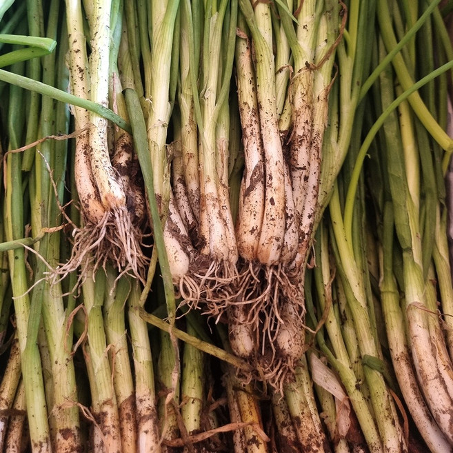 초록초록 팜 국내산 제철 수확 흙 쪽파 2kg 파김치용 PS, 단품, 단품