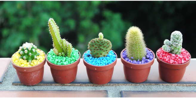 仙人掌盆栽 多肉植物 室內療癒植栽, 1個, 單盆