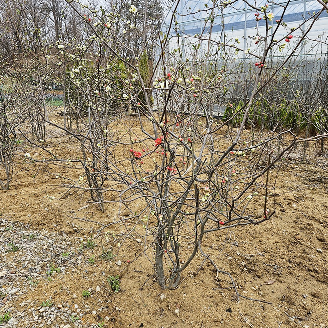 [새싹에서 나무까지] 명자나무 (일월성) 개화주 분묘 분재 특수목 조경수, 2~3색, 1개