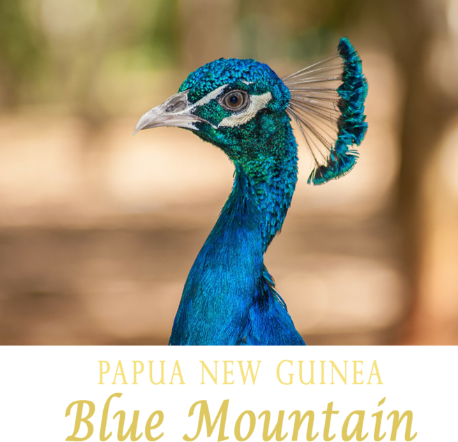 블루마운틴 200g Png 커피원두 삼다커피 스페셜티커피 게이샤커피 삼대커피 자메이카, 02 에스프레소, 에스프레소