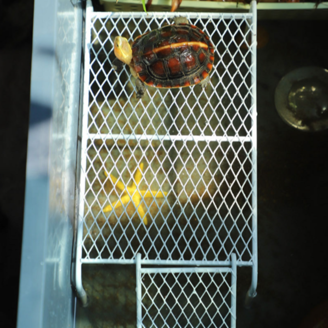 거북이 일광욕대 수중 반려 육지 거북이 쉼터 건조대 놀이터 계단 휴식 공간 장식 어항 면대 수조, 1