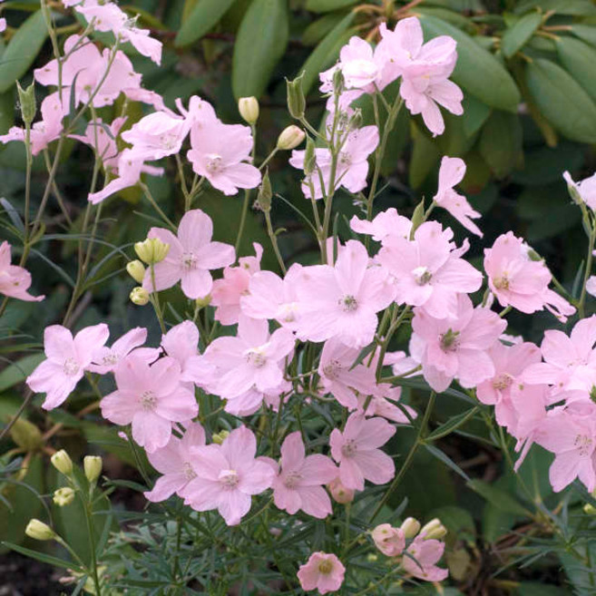 어린모종 델피니움 8cm분, 썸머 모닝, 1개