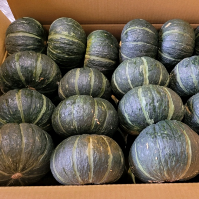 맛보장 제주 프리미엄 산지직송 미니밤호박, 1박스, 1kg