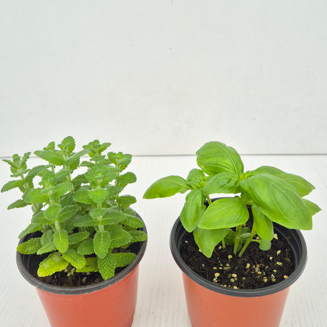 아비가든 향기나는 애플민트 + 허브 교차모음., 2개, 애플민트+바질