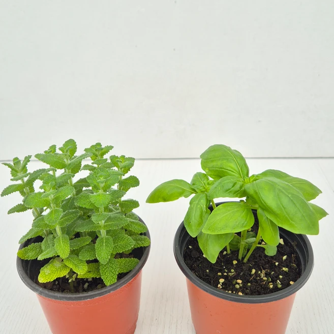 아비가든 향기나는 애플민트 + 허브 교차모음., 2개, 애플민트+바질 - 쿠팡