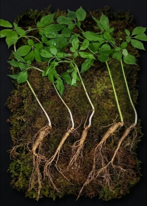 <1뿌리 증정!!>8-9년근 국내산 산양삼 3뿌리 선물세트 / 장뇌삼 산삼 진상품산삼, 7g, 3개
