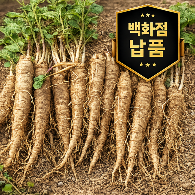 [산지직송] 재구매1위 프리미엄 강원도 더덕, 1박스, 1Kg