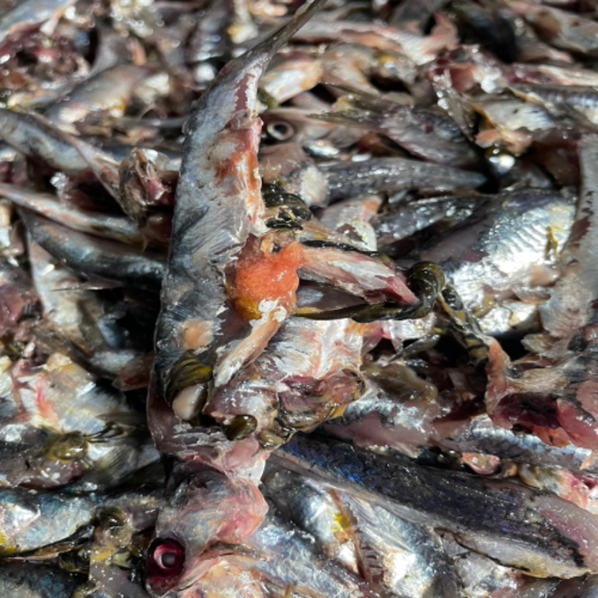 26년 봄 햇멸치 김장용 생멸치 소금간, 15kg, 1개