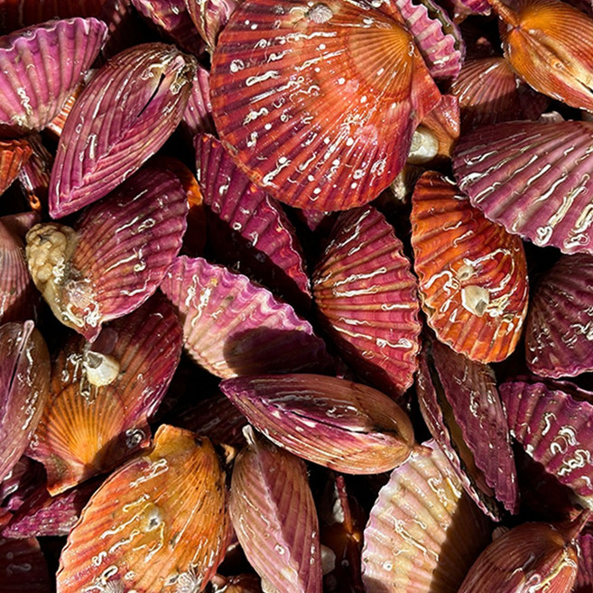 먹부장 통통 통영 홍가리비 국내산 1kg