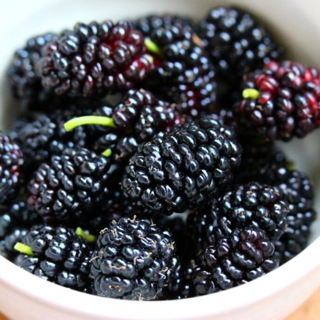 [재구매율1위!] 하루30박스만 국내산 냉동 토종 오디, 1박스, 2kg