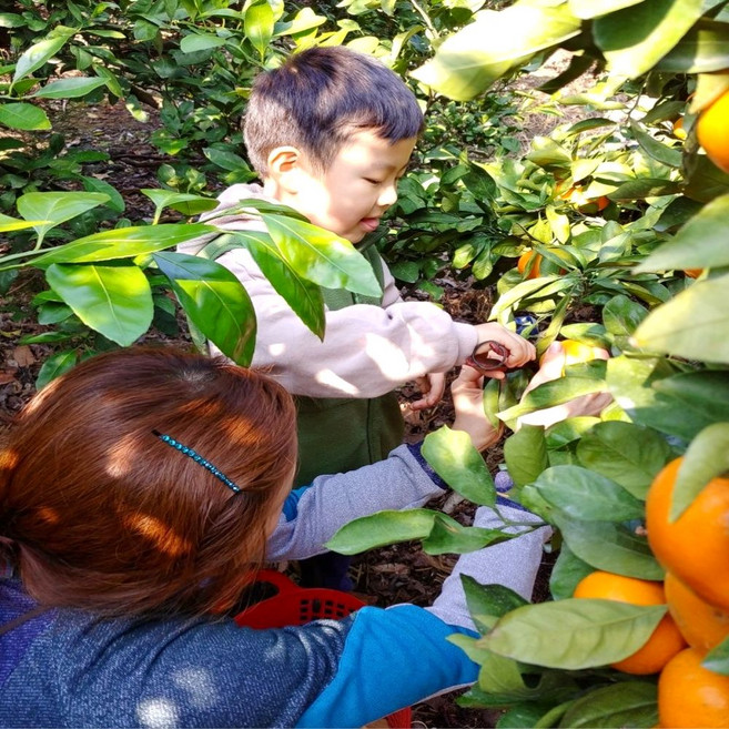 꿀당도 제주 프리미어 타이벡 노지감귤, 1개, 타이벡 감귤 10kg(2s~l혼합)