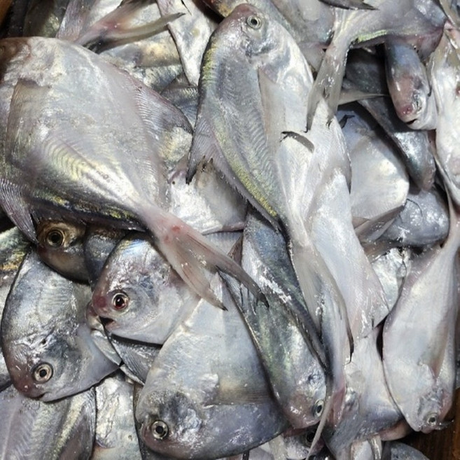 생물 병어 2kg, 1개, 상세페이지 참조