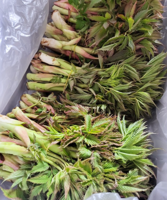 국산 산지직송 울릉도 눈개승마 삼나물 눈개승마나물 자연산 봄나물 산나물 자연나물 울릉도나물, 1개, 2kg