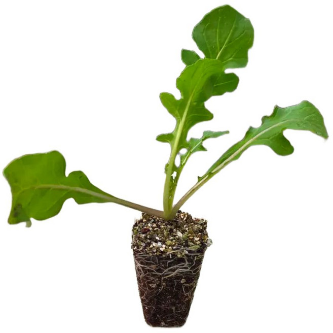 [오감] 루꼴라 모종 로켓 허브 묘종 샐러드용, 7개