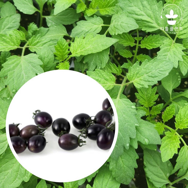 리틀플랜트 블랙방울토마토모종, 2개