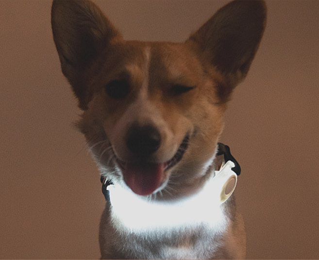 멍모어 강아지 야간산책 LED 밴드 2개 set, 1세트, 화이트 1+1