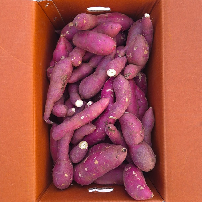 클릭마켓 꿀고구마 못난이, 1개, 10kg