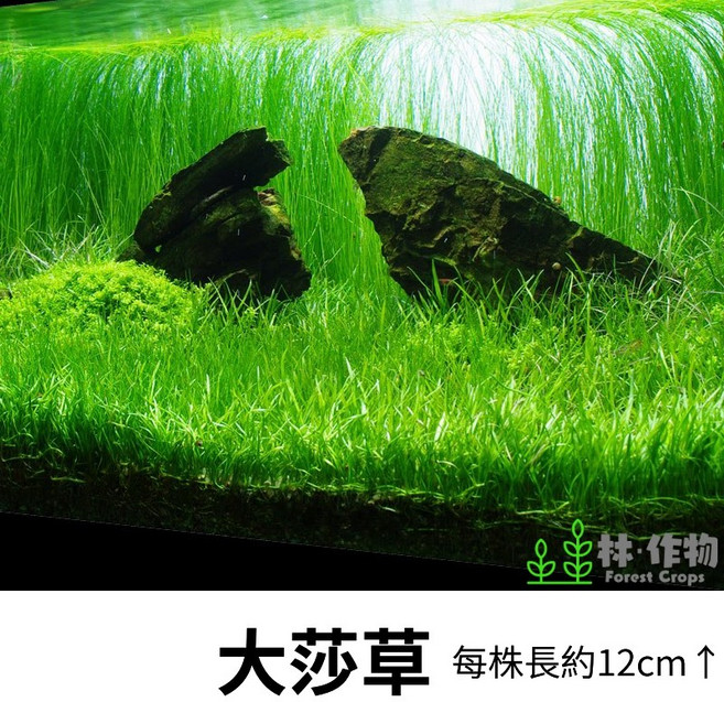林作物 水草 大莎草】水中葉 綠色水草 後景 新手級 無需co2 陰性草 ADA造景首選, 每份6株