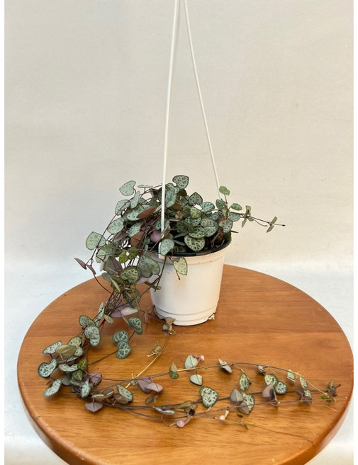 러브체인 행잉플랜트 공중식물 걸이 플랜테리어 인테리어식물 제이팜, 1개