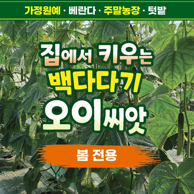 오이씨앗 드림백다다기 봄전용 주말농장 50립, 1개