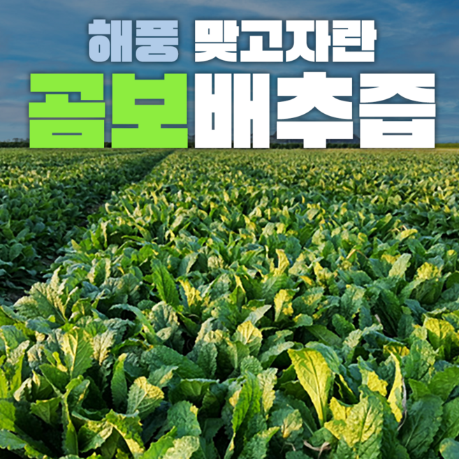 팜티비 곰보배추즙 진하게 추출한 엑기스 진액 국내산 100%, 60개