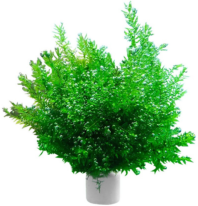 키우기 쉬운 버드나무 모스링 초보자 추천 수초 구피 베타 수초 치어 치비 은신처, 1개