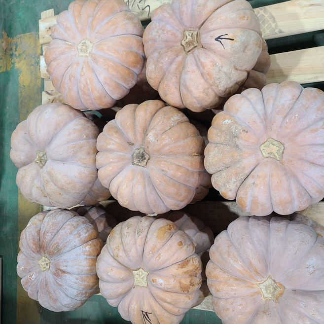 국산 맛있는 맷돌호박 늙은호박 최상품, 4.5kg~5kg내외, 1개