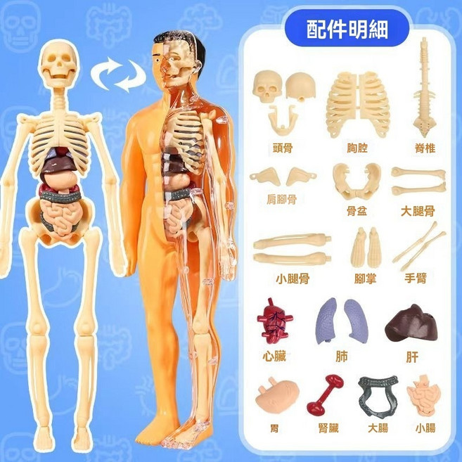 人體器官模型 拼裝骨架 仿真軀幹結構內臟教學玩具, 1個, 半透明人體模型（袋裝）