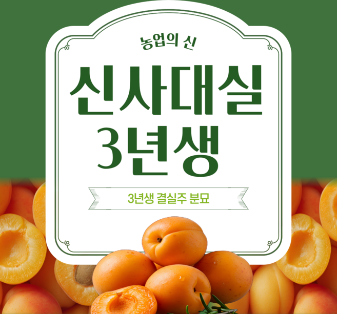 [농업의신]살구나무 묘목 신사대실 왕살구 하코트 플럼코트 심포니 3년생 분묘 결실주, 신사대실 3년생 분묘, 1개