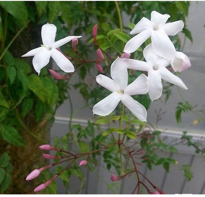 학자스민 흰꽃 향기 반려식물 소품 에이피플랜츠, 10개