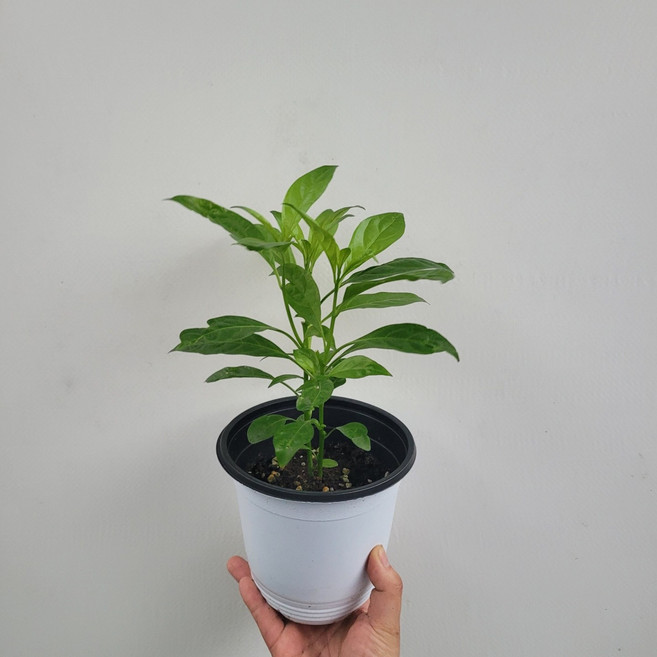 무배특가 플랜테리어 아레향 야레향 중품 25-50cm 79