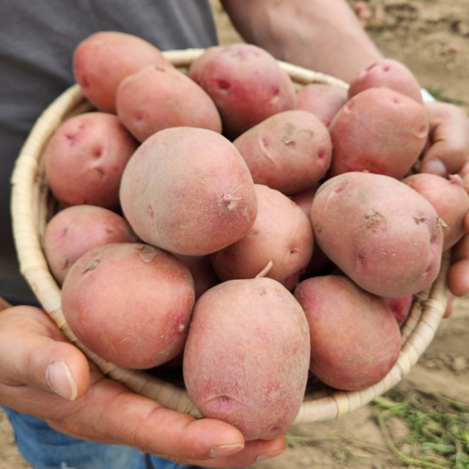 25년 햇 홍감자 국산 포슬포슬 카스테라 자색감자 붉은 속노란 씨 감자, 1박스, 3kg(왕특/찜용&요리용)
