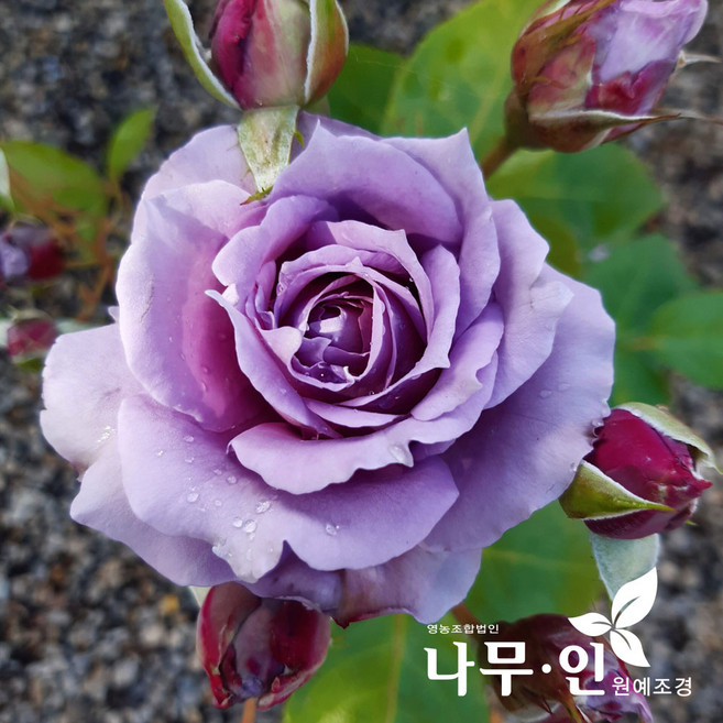 [나무인] 노발리스 보라색 고급사계정원장미 30종, 1개