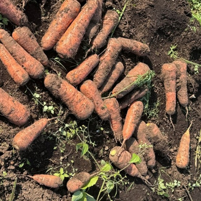 경북 상주 당근 주스용 5kg, 1개