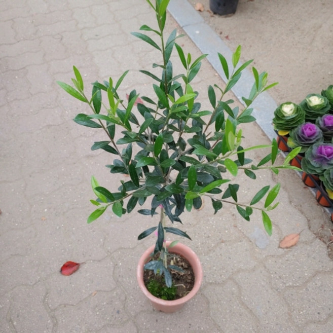 [성심] 올리브나무(열매 여는 품종)229, 1개