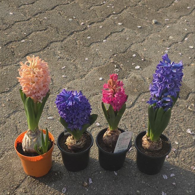 히아신스 구근 Hyacinth 히야시스 포트상품 남서울식물원, 3개, 단일