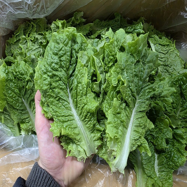 통째로팜 국내산 청상추 4kg (특), 1박스
