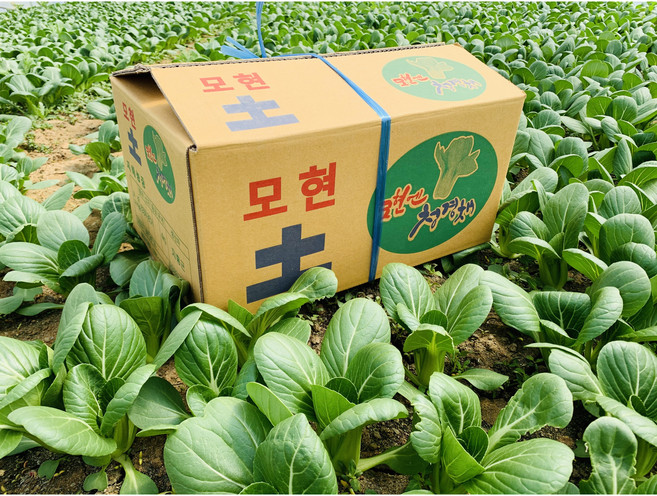 (윤아농장) 당일수확 청경채 [GAP인증] 4KG, 1BOX