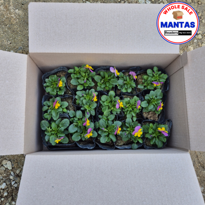 비올라 노랑핑크혼합 15개세트 비올라꽃모종 오래피는꽃, 1개