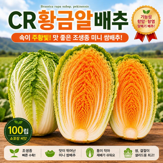 황금 알배추 씨앗 100립 CR 쌈배추 알배추 라이코펜 항염 항암 기능성배추, 1개