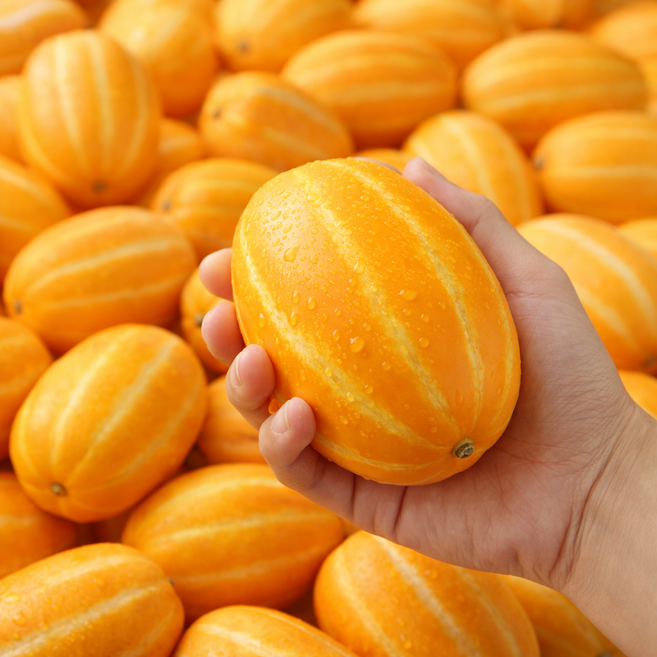 산지직송 고당도 성주 참외 신선함가득 가정용 꿀 참외 랜덤과, 1박스, 3kg (고당도 가정요 랜덤과)