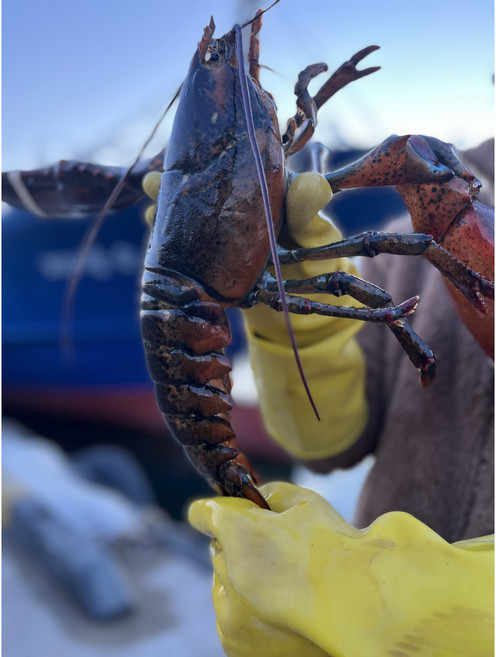 항공직수 캐나다 활 랍스터 바닷가재 랍스타 랍스터 500g, 1박스, 1. 랍스터(chix) 500g