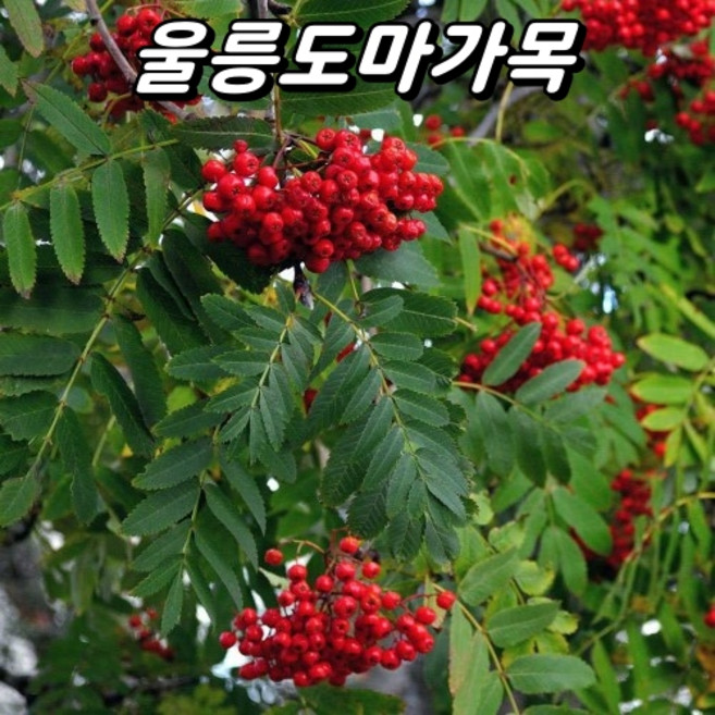 울릉도마가목 묘목 H20~30cm 포트묘, 3개