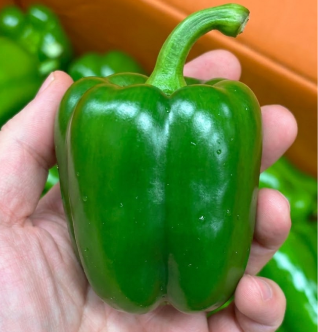 국내산 피망 청피망 식자재 샐러드용 가락시장 도매납품, 1개, 1kg