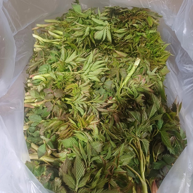 이서네 장터 봄철 생 눈개승마 삼나물, 2kg, 1박스