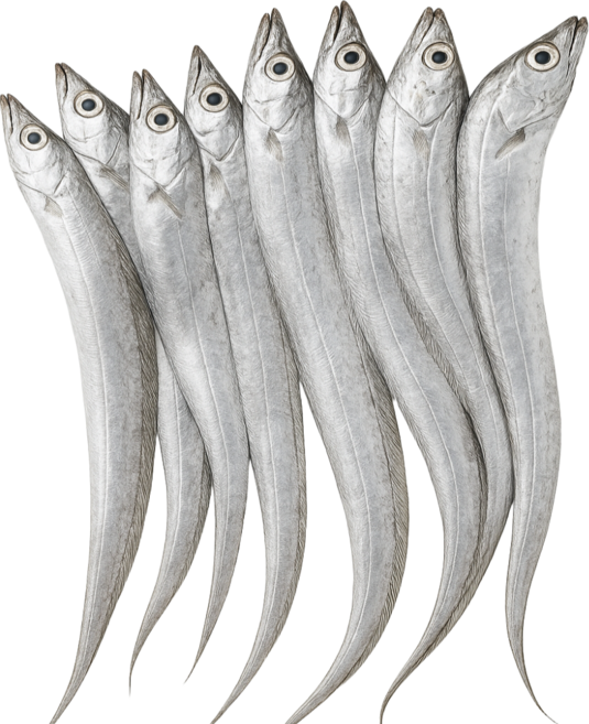 [더신선] 목포 먹갈치 대용량 갈치, 1세트, 3kg(갈치 30마리)