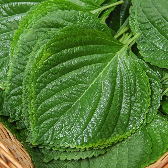 깻잎 최대 생산지 밀양 찹찹이 깻잎, 1박스, 500g