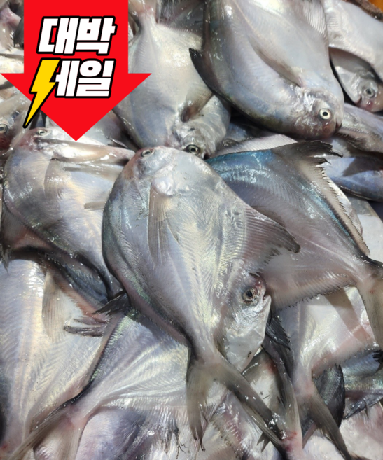 [당일조업] 횟감용 손질 병어 500g 병어회 6~9미 초장 와사비 증정, 1박스, 500g (6~9미)