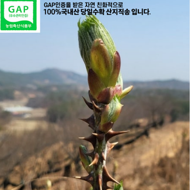 [누적판매율1위] 고객만족도1위 엄나무순 달큰한천연토종 개두릅, 1개, 500g