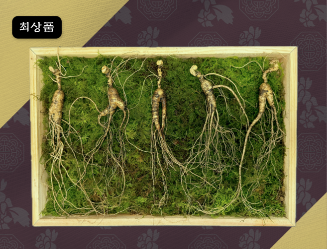 일일산삼 10년근 산삼 파지삼 10뿌리 산양삼 장뇌삼 선물세트, 5개, 10g